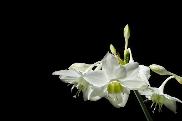 White wild flower on black . The direction of light comes to the rear.