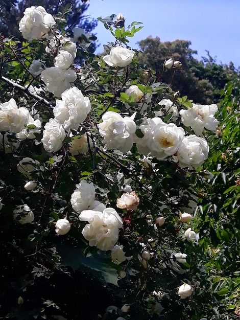 White wild roses