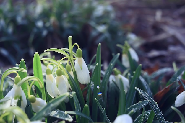 white wild snowdrops in spring forest, beautiful wildflowers in March