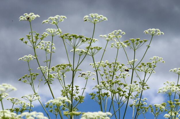 Photo white wildflowers blooming in spring