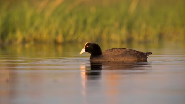 White winged coot in a Pampas Lagoon environment La Pampa Argentina