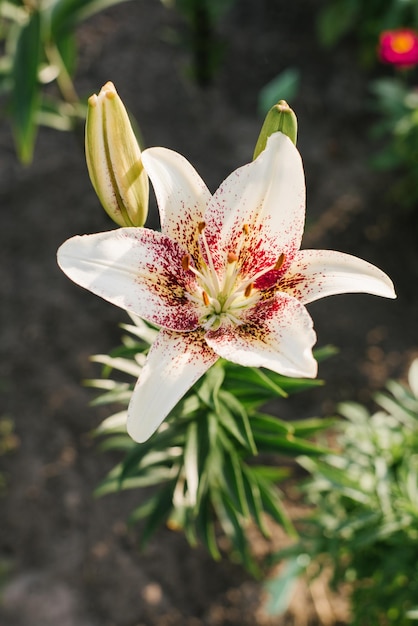 White with red speckled lily flowers Triabal Kiss in the summer in the garden