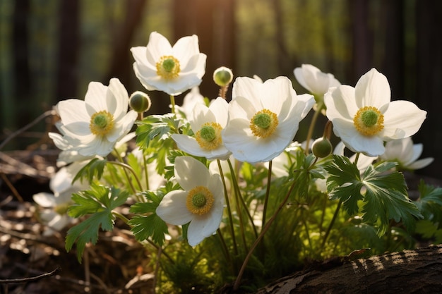 White wood anemone Anemone nemorosa flowers in spring forest AI Generated