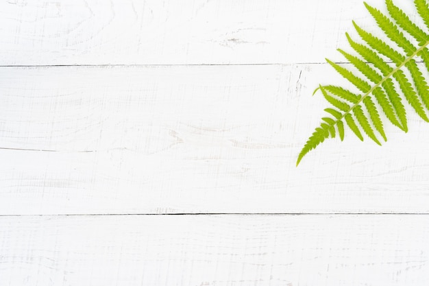 White wooden background with a place for text with a sheet of fern.