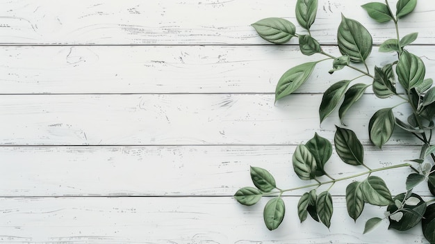 Photo white wooden plank background with green leaves