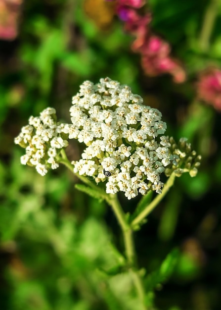 white yarrow flowers grow in a flower garden cultivation and collection of medical plants concept