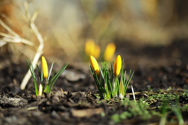 White and yellow crocuses in the country in the spring. Bright spring flowers. Fresh joyous plants bloomed. The young sprouts.