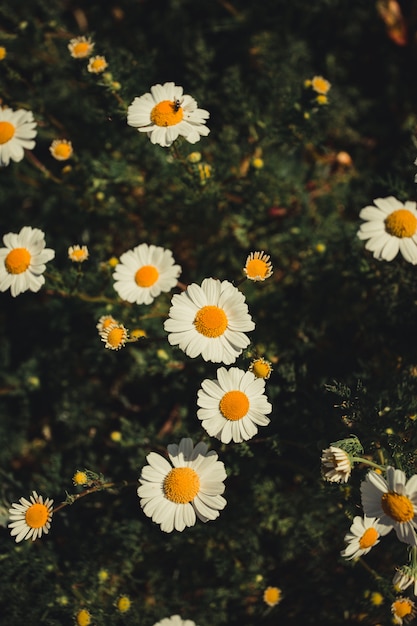 White and yellow daisies top view closeup