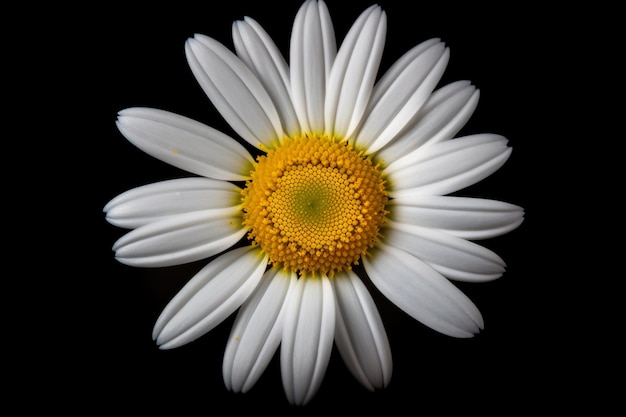 A white and yellow daisy with a yellow center