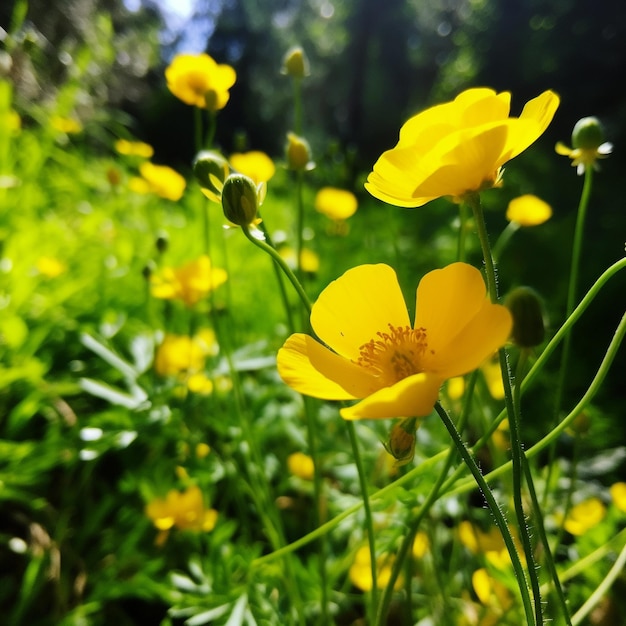 White And Yellow Flower