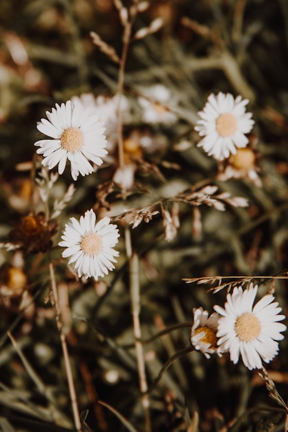 White and yellow flowers