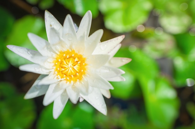 White ,Yellow Lotus flower and Lotus flower plants