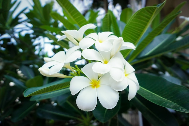 White and yellow plumeria frangipani flowers with green leaves.