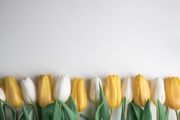 White and yellow tulip flowers in a row on white paper