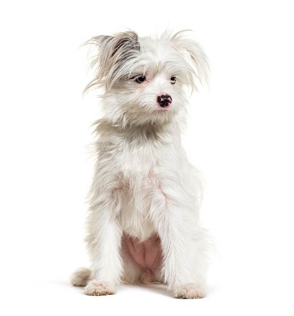 White YorkiePom isolated on white mixed breed Pomeranian and Yorkshire Terrier