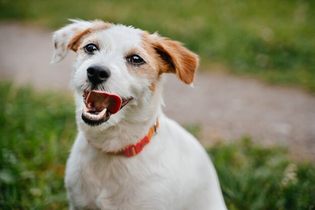 White young breed jack russell dog on a background of green grass