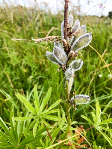 White young natural flowers with small fluffy buds petals with buds in green grass