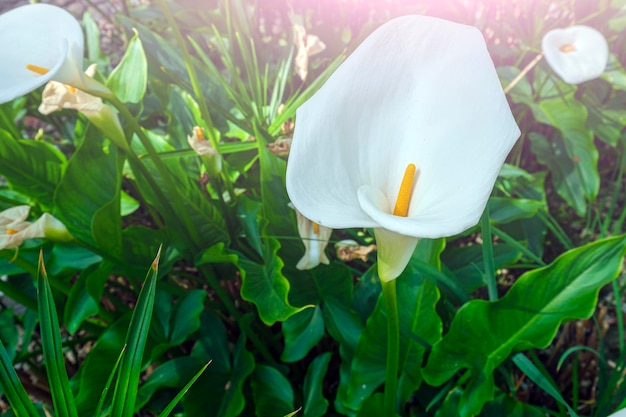 White Zantedeschia perennial herbaceous plants of Aroid family Araceae Ethiopian calla