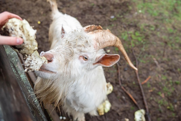 White Zenensky goat eats cabbage from human hands