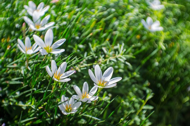 White Zephyranthas flowers garden on the ground.