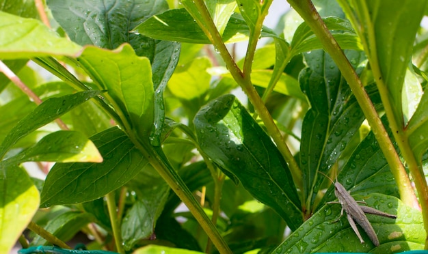 Whitebanded Grasshopper on a green leaf Insect Animal