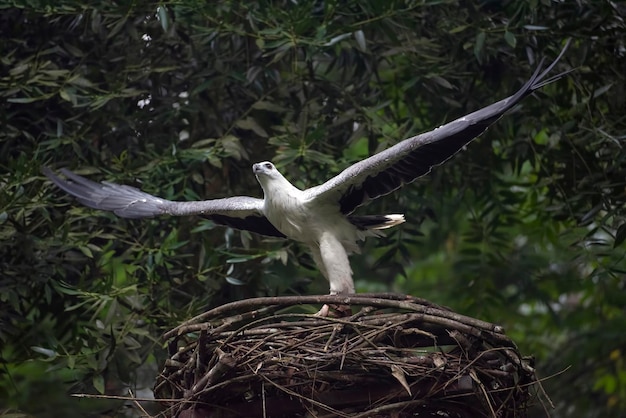 The whitebellied sea eagle spread their wings trying to catch a prey