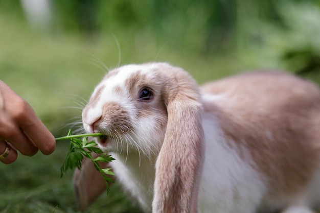 A whitebrown rabbit eats on the grass on a summer sunny day French lop rabbit in garden