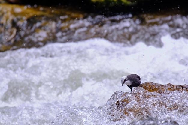 Whitecapped Dipper Cinclus leucocephalus