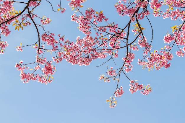 WhiteEye Bird on Cherry Blossom and Sakura