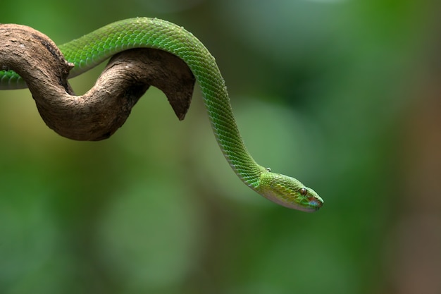 Whitelipped island pit viper on a tree branch