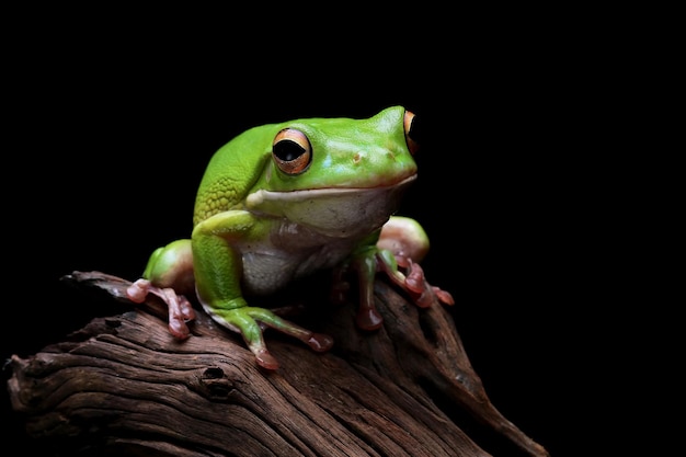 whitelipped tree frog Litoria infrafrenata closeup on wood