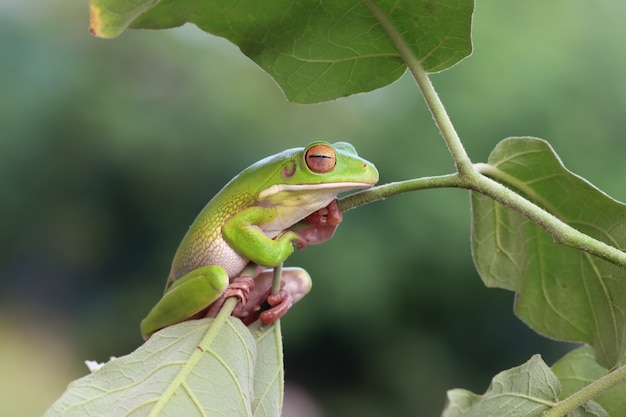 Whitelipped tree frog Litoria infrafrenata on green leaves