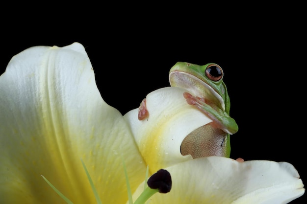 Whitelipped tree frog Litoria infrafrenata tree frog on flower