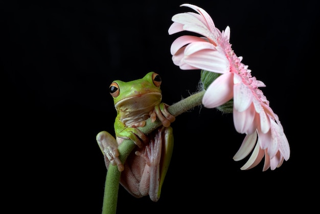 Whitelipped tree frog perched on a flower