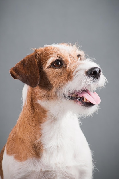 Whitered dog breed hard Jack Russell Terrier on a gray background