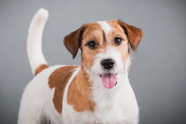 Whitered dog breed hard Jack Russell Terrier on a gray background