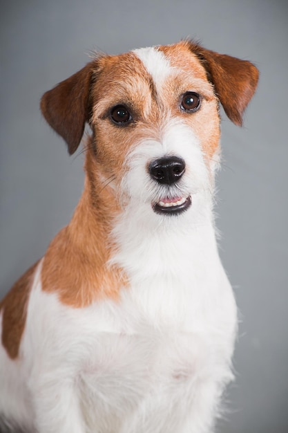 whitered dog breed Jack Russell Terrier on a gray background