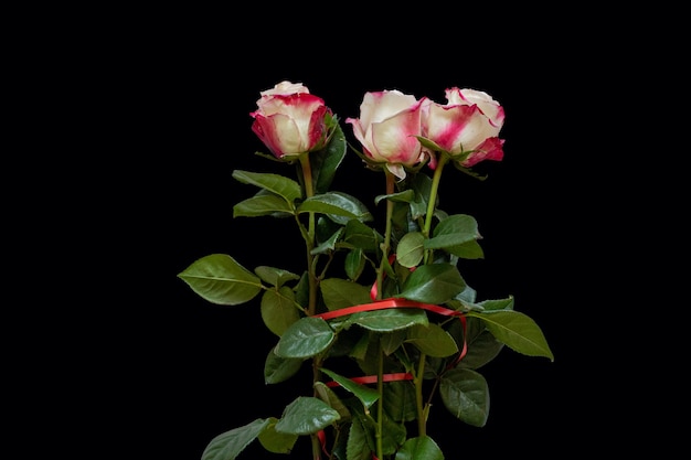 Whitered rose with green petals on a black isolated background