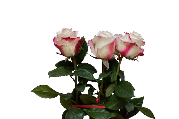 Whitered rose with green petals on a white isolated background