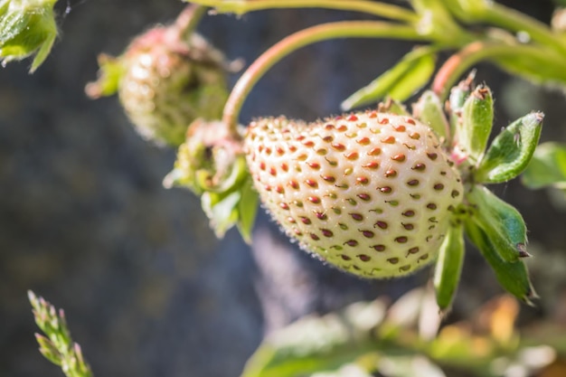 Whitered unripe strawberry close up Unripe strawberries with flowers and green leaves