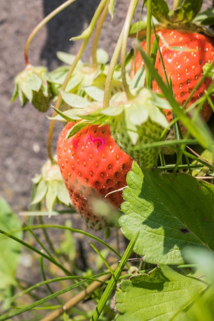 Whitered unripe strawberry close up Unripe strawberries with flowers and green leaves