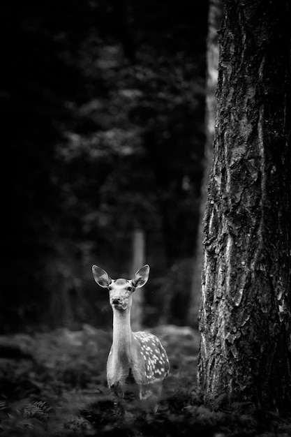 Whitetail Deer Buck standing in a russian woods.