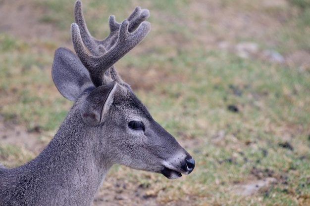 Whitetailed deer Hippocamelus antisensis