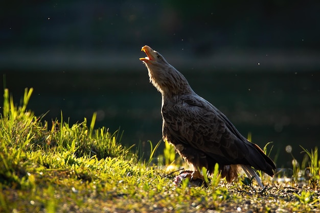 Whitetailed eagle calling with open beak on riverbank illuminated by sun