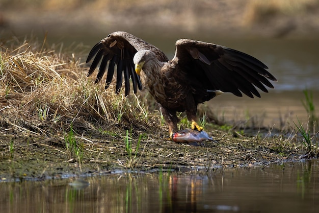 Whitetailed eagle dragging a fish out of water after successful hunt