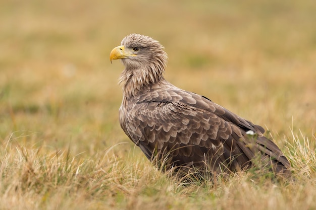 Whitetailed eagle sitting on dry meadow in autumn