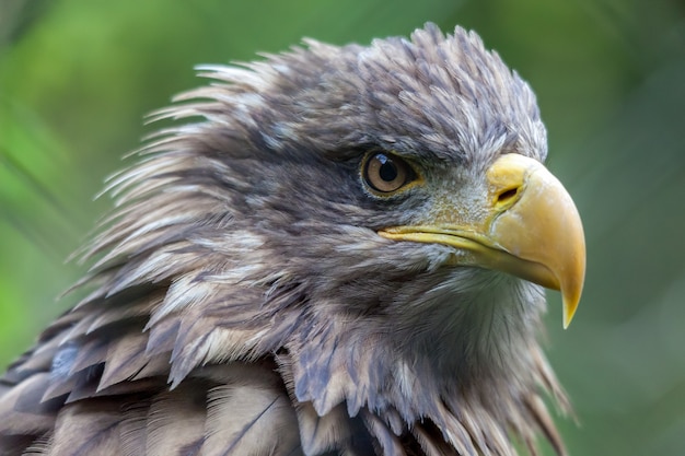 Whitetailed Sea Eagle Haliaeetus albicilla