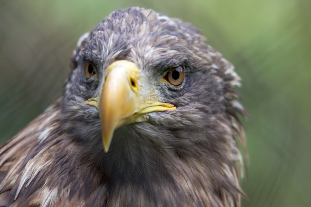 Whitetailed Sea Eagle Haliaeetus albicilla