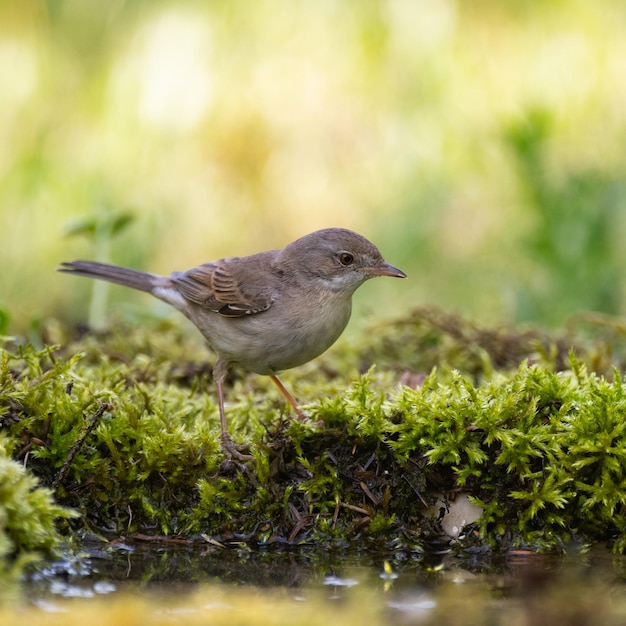 Whitethroat Sylvia communis in the wild nature