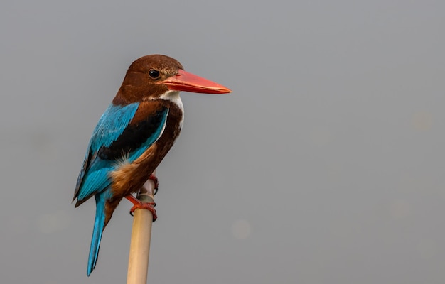 Whitethroated Kingfisher on branch tree close up shot of bird